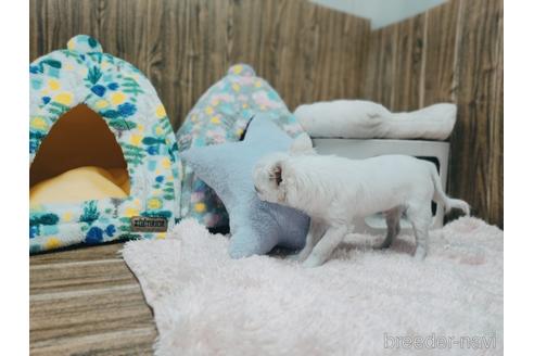 成約済の兵庫県のチワワ(ロングコート)-157036の15枚目